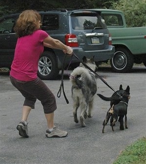 Close Up - The back of a lady in a hot pink shirt that is being pulled by three dogs on leashes across a parking lot