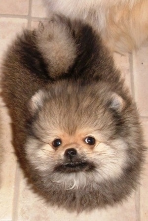 Top down view of a fuzzy black with tan and white Pomeranian that is sitting on a tiled floor.