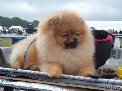 Close up front side view - A fuzzy tan Pomeranian is laying across the edge of a convertible. It is looking to the right and down.