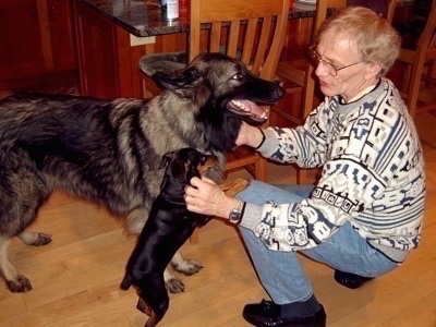 The right side of a gray and black Shiloh Shepherd and a black with brown Min Pin that are standing in front of a kneeling man. The Min Pin is standing against the man
