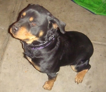 Top down view of a black with tan Rottweiler wearing a prong collar sitting on a concrete surface. It is looking up and to the left.