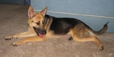 A black and tan German Shepherd is laying in front of a blue wall looking back with its tongue sticking out.