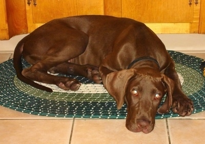 A chocolate Great Dane is laying on a green throw rug in front of a wooden cabinet