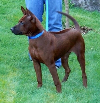 The front left side of a brown with black Thai Ridgeback dog is standing in a field and it is looking to the left. There is a person in blue jeans standing behind it. It has a short coat with a line down the center of its back and perk ears. The dog