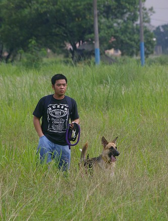 A black and tan German Shepherd is standing in a field of tall grass with a person holding a leash to its left