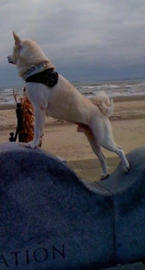 The left side of a white Japanese Akita Inu that is wearing a bandana and it is standing across a stone structure.