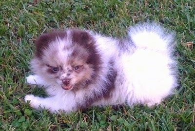 A small fluffy chocolate merle Pomeranian is laying across grass and it is looking forward.
