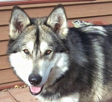Close up - The left side of a black with tan and grey Wolf hybrid is standing across a porch and it is looking forward, its mouth is open and it looks like it is smiling. It has brown eyes and perk ears.