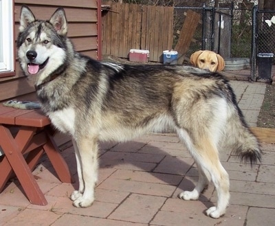The left side of a black with tan and white Wolf Hybrid standing across a brick porch in front of a wooden bench and it is looking forward. There is a tan dog sitting behind it.