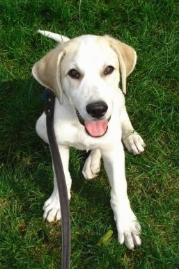 Top down view of a tan Anatolian Shepherd puppy that has its mouth open, its tongue out and it is sitting in a lawn with a leash on