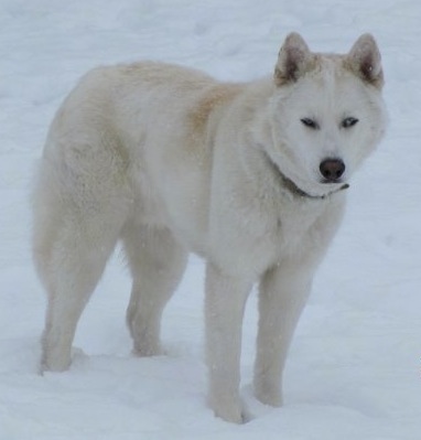 The front right side of a thick coated, white Wolf hybrid. It is standing across a snowy surface and it is looking forward. It has small perk ears.