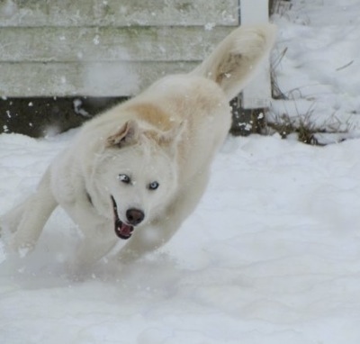 A white Wolf Hybrid is running across a snowy yard, its mouth is open and it is actively snowing in the image. Its eyes are blue.