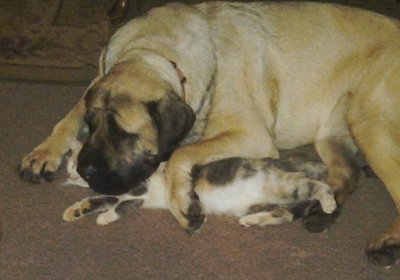 A calico cat is laying on its side under the head and paw of a tan with black English Mastiff on a brown carpet in a living room.