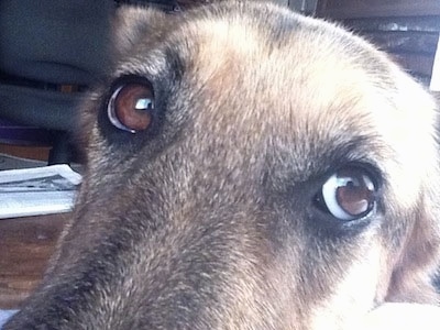 Close Up - A black and tan German Shepherds eyes
