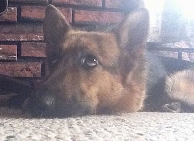 Close Up - A black and tan German Shepherd is laying down inside of a home on a tan carpet and there is a brick wall behind it