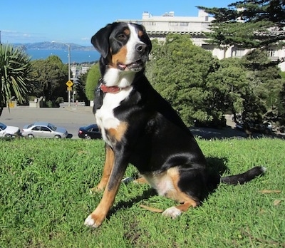 A tricolor black, tan and white Greater Swiss Mountain Dog is sitting in grass on a hill. There are cars, a street and a building and a nice view of a body of water with small mountains in the background.