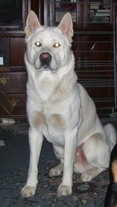 A white Japanese Akita Inu is sitting on a carpet and it is looking forward.