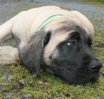 Front view head shot - A tan with black English Mastiff puppy is laying down in grass and gravel and looking off to the right.