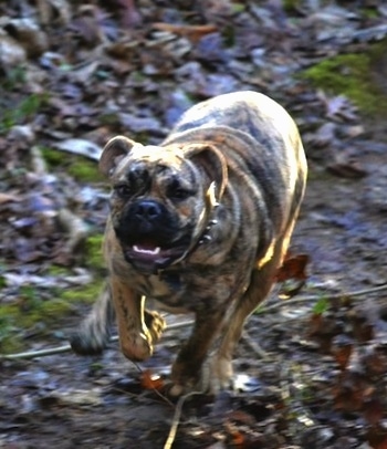 Front view action shot - A tan brindle Olde English Bulldogge is running towards the camera across a muddy ground with fallen leaves around it. The dog