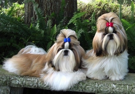 Two long-haired Shih Tzus are laying and sitting on a stone bench in a park. One dog has a blue ribbon in its top knot and the other dog has a red ribbon in its top knot. They both have long flowing coats.