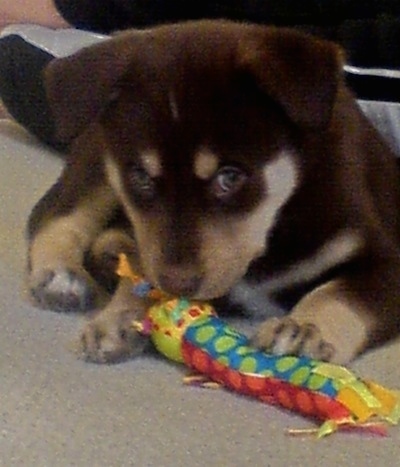 Close up front view - A brown with tan Siberian Retriever puppy is laying on a carpet, it is placing its paw on a colorful toy in front of it.