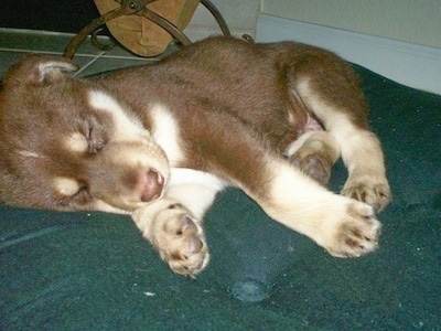 A small brown with tan Siberian Retriever puppy is sleeping on its right side on top of a green pillow.