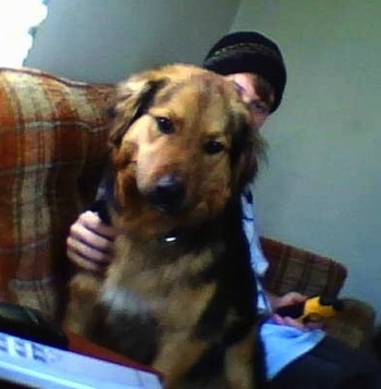 Front view - A big black with tan Siberian Retriever is sitting on a brown plaid couch looking at a remote on the arm of the couch. There is a person in a black ski hat sitting behind it and touching the dogs side.