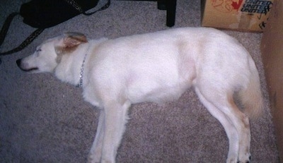 Top down view of a white with red Siberian Retriever that is sleeping on its right side on a tan carpet inside of a house.