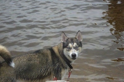 The front right side of a wet blue-eyed, black, tan and white Siberian Retriever that is looking forward. There is a body of water behind it. Its tail is curled up over its back.
