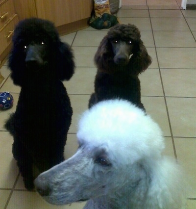 Three Standard Poodle dogs sitting on a white tiled floor - One dog is black, one dog is brown and one is white. The dogs have shorter hair on their snouts and soft fluffy hair on their heads and bodies.
