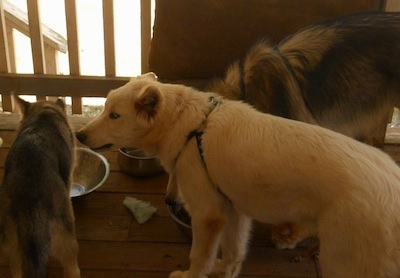 The left side of a white Wof Hybrid that is standing on a hardwood porch. There are two other dogs around it eating out of Metal dishes.