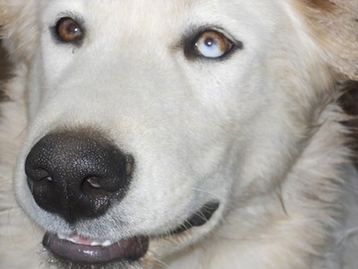 Close up - The white face of a Wolf Hybrid that is looking up and to the left. It has one brown eye and one brown with blue mixed eye and a large black nose.