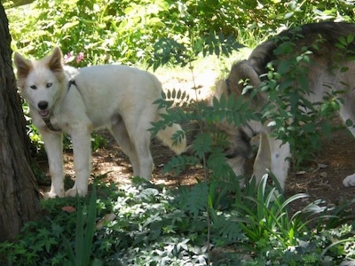The left side of a white Wolf Hybrid puppy that is standing next to a tree. There is another dog behind it sniffing the dirt.