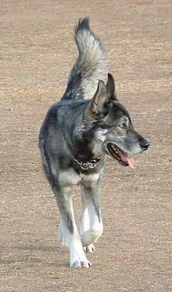 A black, grey and white Wolf Hybrid is running across a dirt surface. It is looking to the right and it is panting. It has golden brown eyes and its fluffy tail is up.
