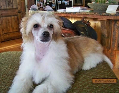 Porky the Chinese Crested Powderpuff puppy is laying on a green table and looking up. Porky