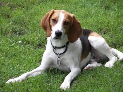 Hunter the tan, white and black tricolor English Foxhound is laying out in a grassy field and looking forward