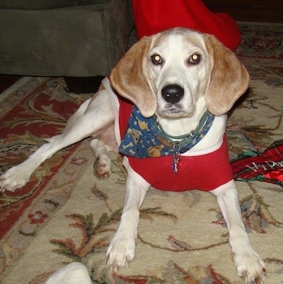 Hunter the English Foxhound is wearing a bandana and also a lobster costume. Hunter is laying on a rug next to an ottoman