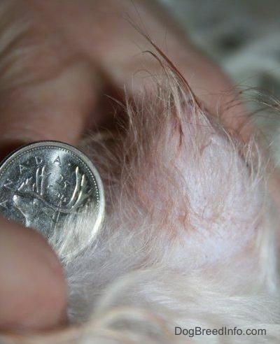 Canadian coin next to a swollen dog