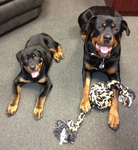 A black with tan Rottweiler is laying on a carpet with a rope toy in between its front paws and to the left of it is a black with tan Rottweiler puppy. They both are looking up and there mouths are open. The dogs look happy.