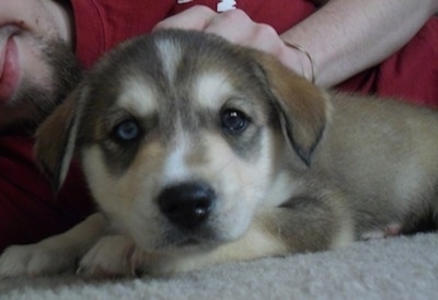 Close up head and upper body shot - A black, tan and white Siberian Retriever puppy is laying across a carpet and there is a person laying behind it that is rubbing its head. One of its eyes is blue and the other is brown.
