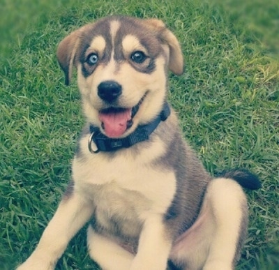 Close up front view - A happy-looking, black, tan and white Siberian Retriever puppy with two different collar eyes is sitting in grass and it is looking forward. Its mouth is open and its tongue is out. One eye is blue and the other is brown.