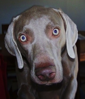 Close up - The face of a Weimaraner dog that is standing on a carpet and its silver eyes are wide open with long soft gray ears hanging down to the sides.