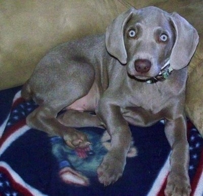 A Weimaraner puppy is laying on top of a blanket and laying against the back of a couch. It has wide round silver eyes and wide soft drop ears.