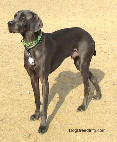 The front left side of a dark gray Weimaraner that is standing across a dirt surface and it is looking to the left. The dog is wearing a green prong collar and has large soft ears that hang down to the sides.