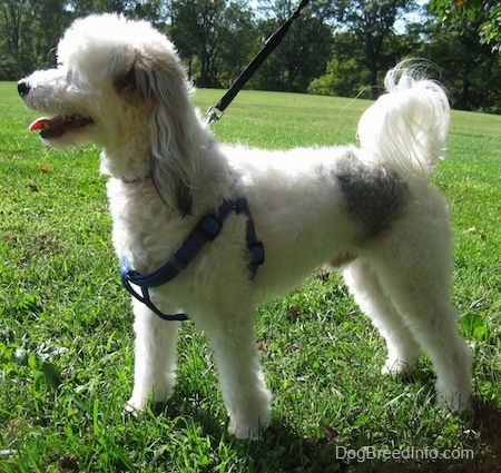 Wilbur the Chinese Crested Powderpuff is standing outside with a harness on and looking to the left