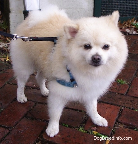 Front side view - A fuzzy cream Pomeranian is standing on a brick surface and it is looking forward.