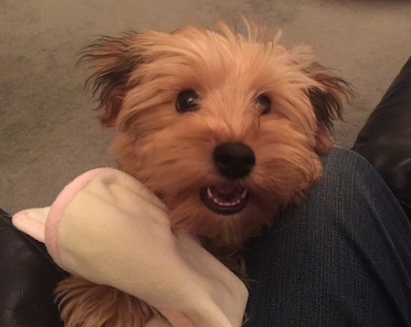 Archey the Bichon Yorkie puppy jumping up at a person