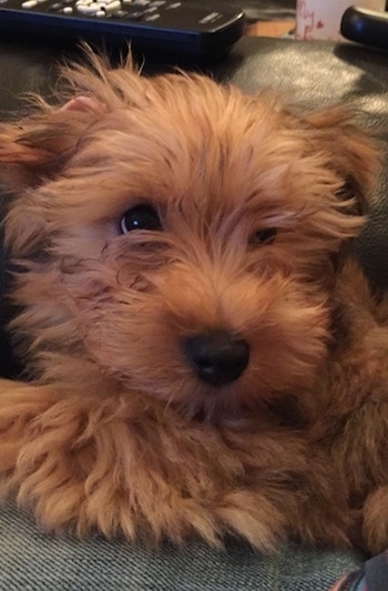 Close Up - Archey the Bichon Yorkie puppy laying next to a person with a TV remote in the background