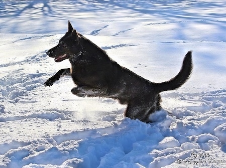 A black German Shepherd is jumping across deep snow