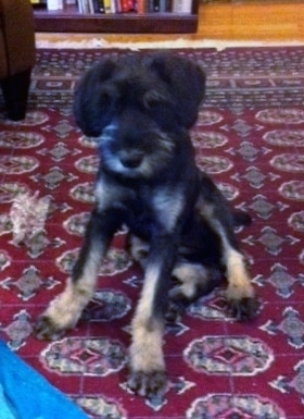 A black and silver Giant Schnauzer puppy is sitting on a red oriental rug and looking forward
